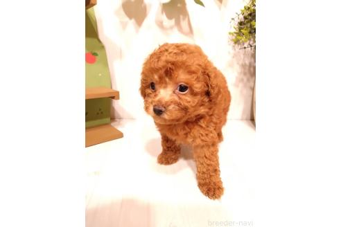 販売中の三重県のタイニープードル-396742の7枚目