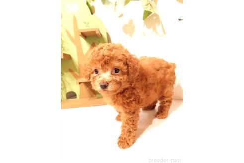 販売中の三重県のタイニープードル-396742の3枚目