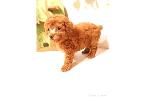販売中の三重県のタイニープードル-396742の2枚目