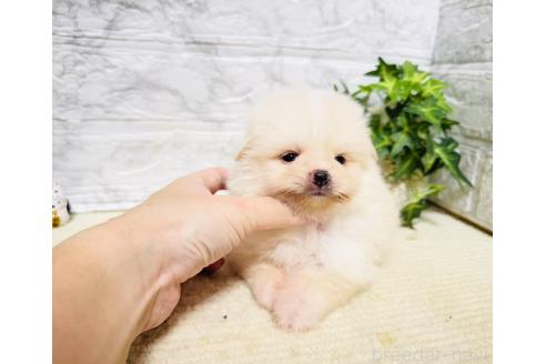 販売中の岐阜県のポメラニアン-396748の2枚目