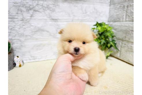 販売中の岐阜県のポメラニアン-396751の7枚目
