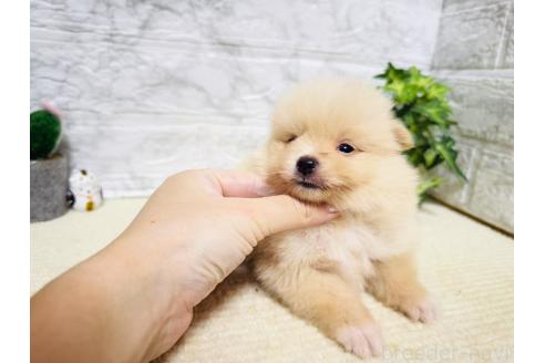 販売中の岐阜県のポメラニアン-396751の4枚目