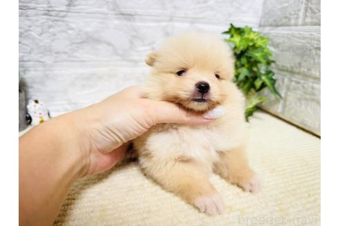 販売中の岐阜県のポメラニアン-396751の2枚目