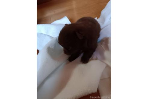 販売中の愛媛県のポメチワ:ポメラニアン×チワワ-396758の3枚目