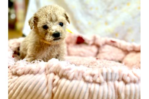 販売中の愛知県のトイプードル-396759の8枚目