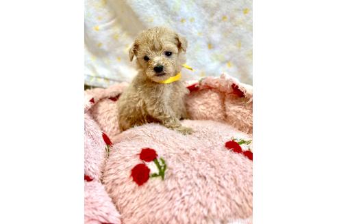 販売中の愛知県のトイプードル-396759の5枚目