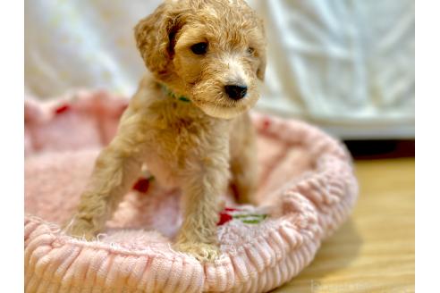 販売中の愛知県のトイプードル-396762の4枚目