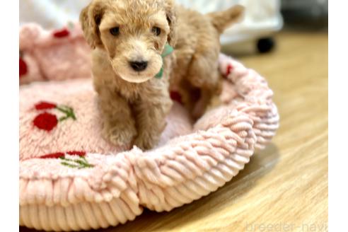 販売中の愛知県のトイプードル-396762の2枚目