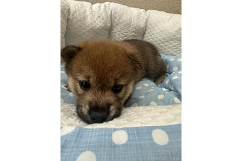 販売中の愛知県の柴犬-396765の2枚目