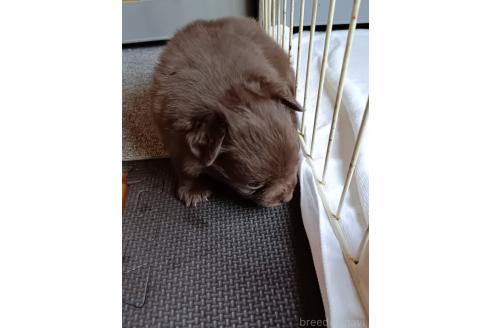 販売中の愛媛県のポメチワ:ポメラニアン×チワワ-396764の2枚目