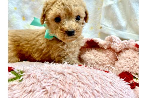 販売中の愛知県のトイプードル-396767の5枚目