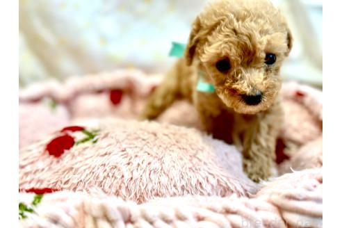 販売中の愛知県のトイプードル-396767の4枚目