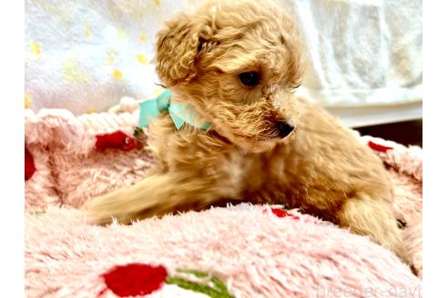販売中の愛知県のトイプードル-396767の3枚目