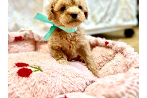 販売中の愛知県のトイプードル-396767の2枚目