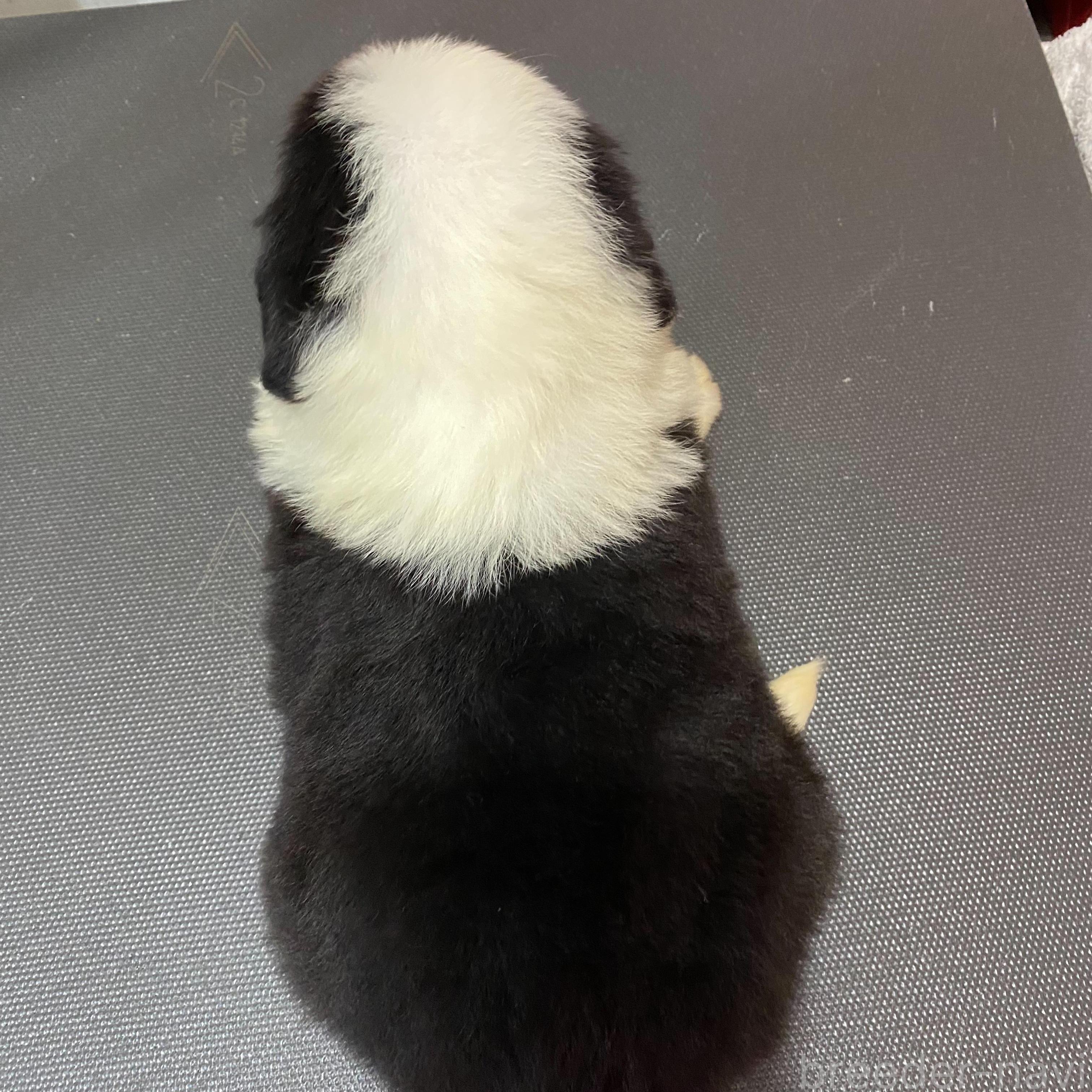販売中の千葉県のオールドイングリッシュシープドッグ-396777の5枚目