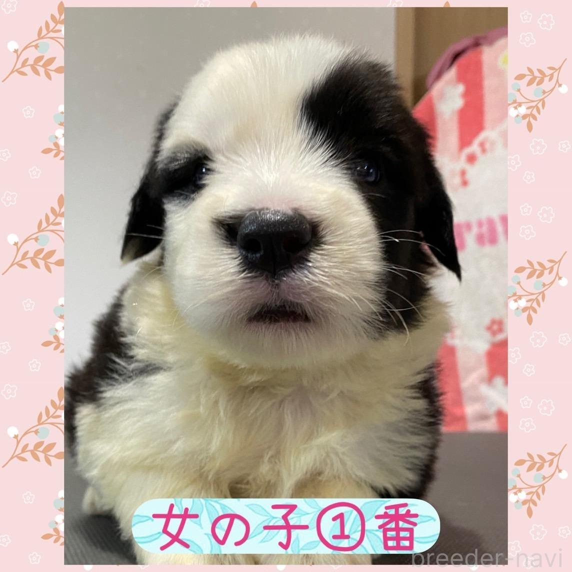 販売中の千葉県のオールドイングリッシュシープドッグ-396777の1枚目