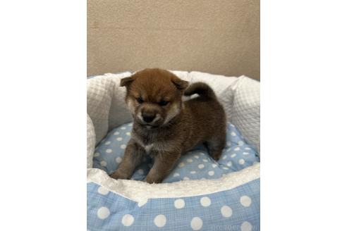 販売中の愛知県の柴犬-396779の4枚目