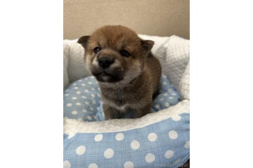 販売中の愛知県の柴犬-396779の3枚目