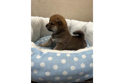 販売中の愛知県の柴犬-396779の2枚目