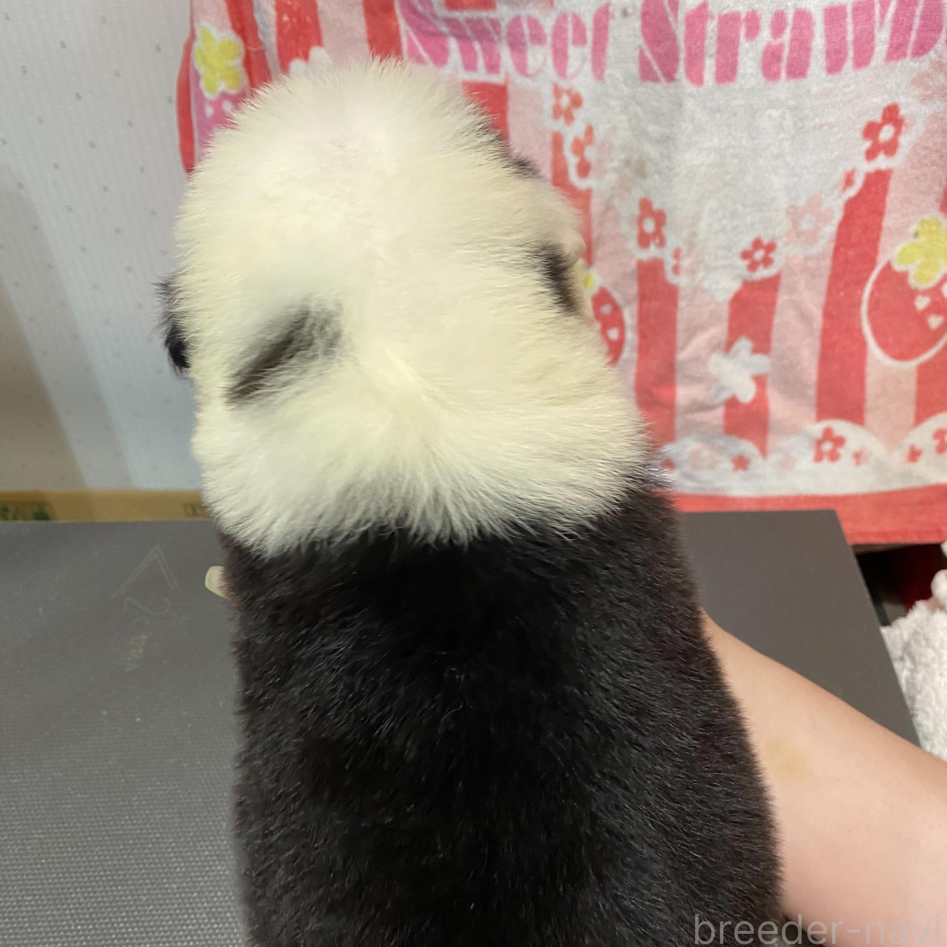 販売中の千葉県のオールドイングリッシュシープドッグ-396780の5枚目