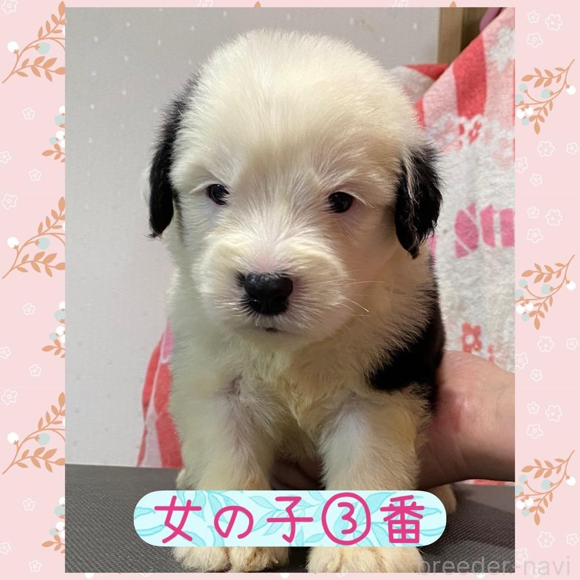 販売中の千葉県のオールドイングリッシュシープドッグ-396780の1枚目