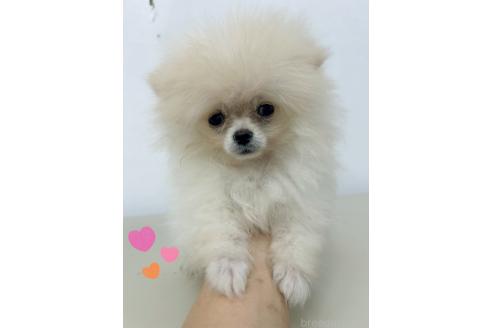 販売中の東京都のポメラニアン-390901の3枚目