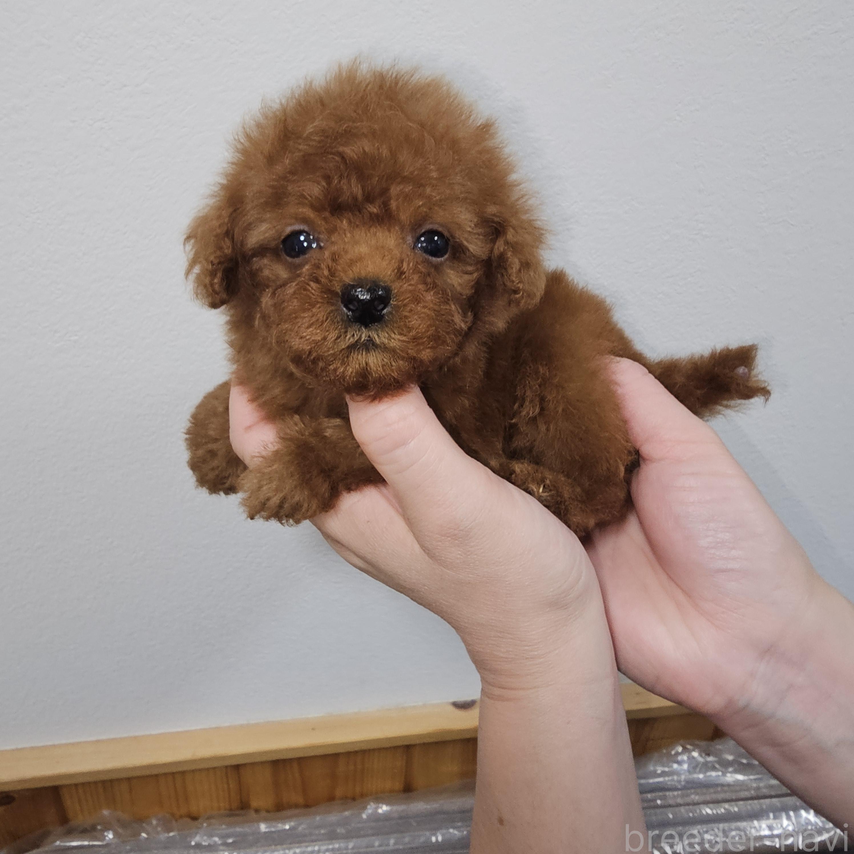 販売中の埼玉県のティーカッププードル-396789の9枚目