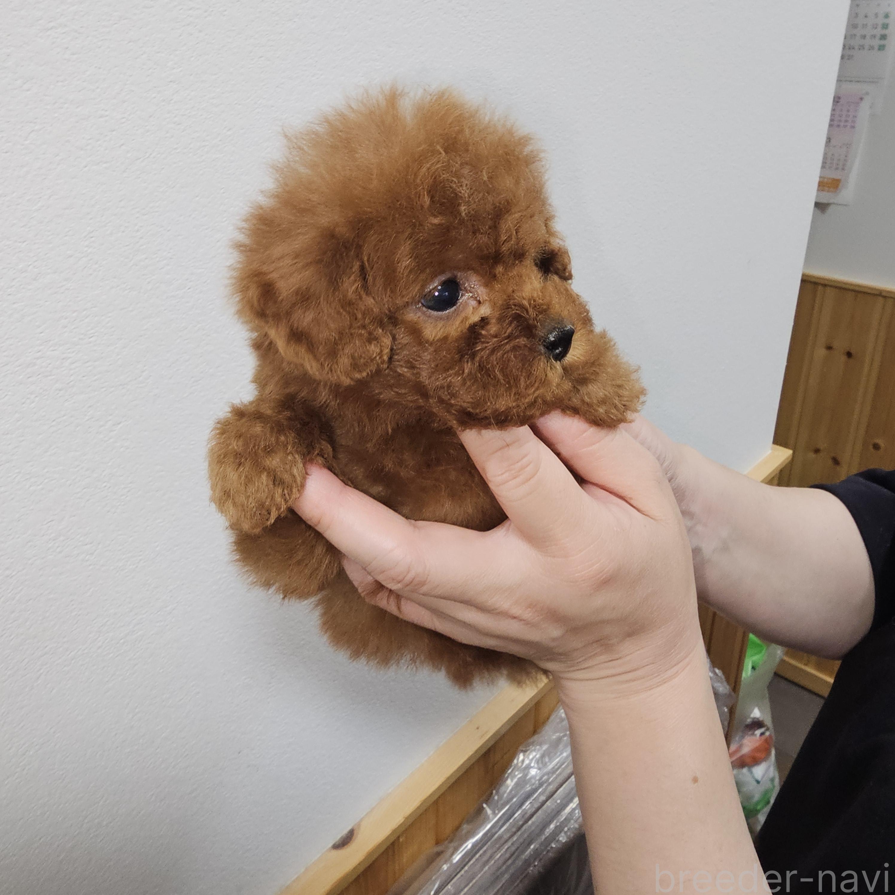 販売中の埼玉県のティーカッププードル-396789の2枚目