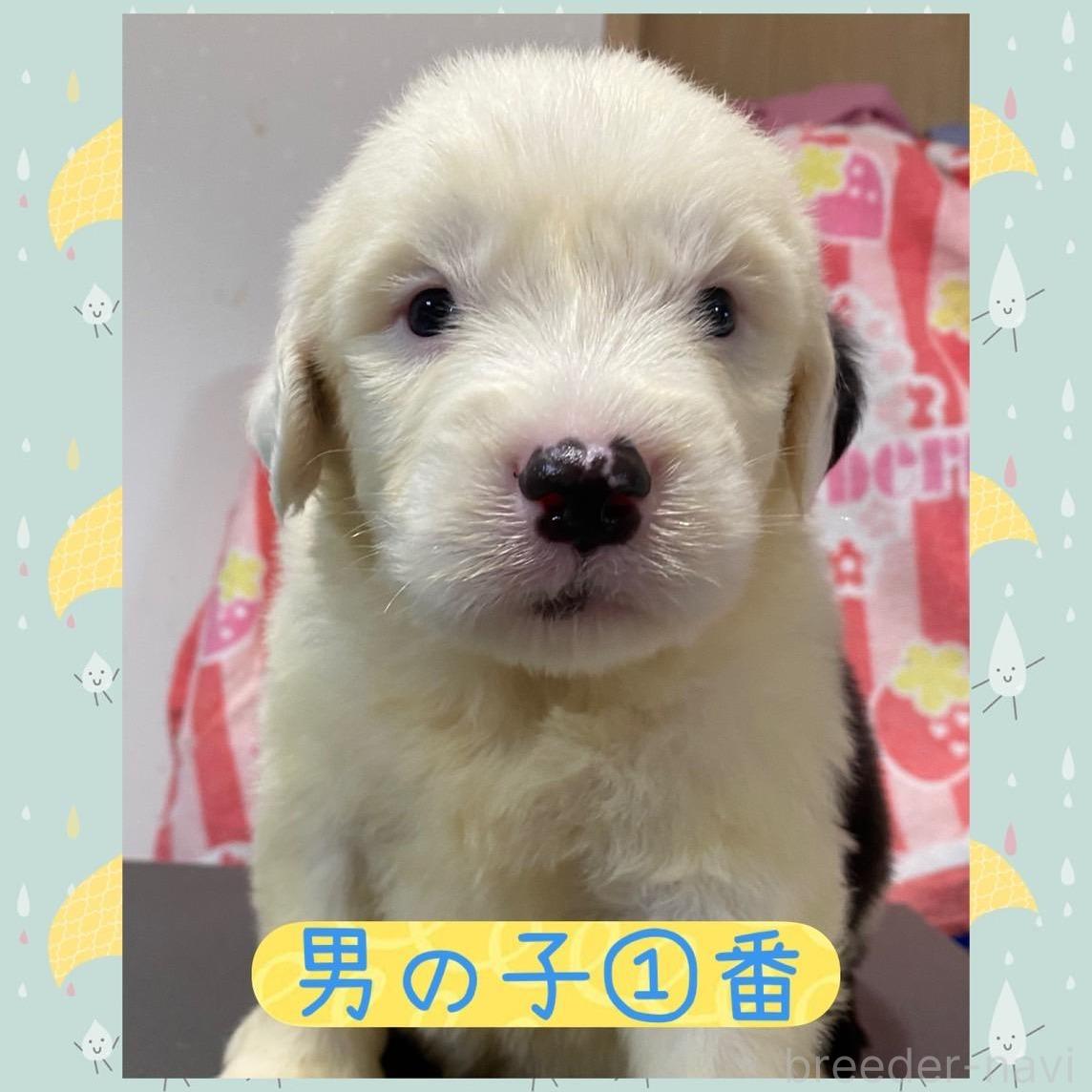 オンライン見学