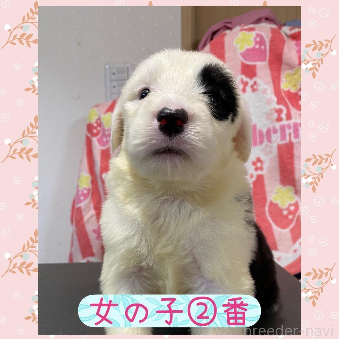 オンライン見学