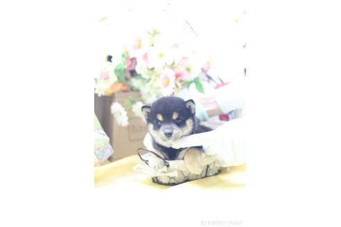販売中の東京都の豆柴-396796の8枚目