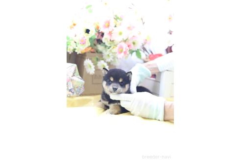 販売中の東京都の豆柴-396796の3枚目