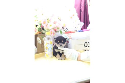 販売中の東京都の豆柴-396796の2枚目