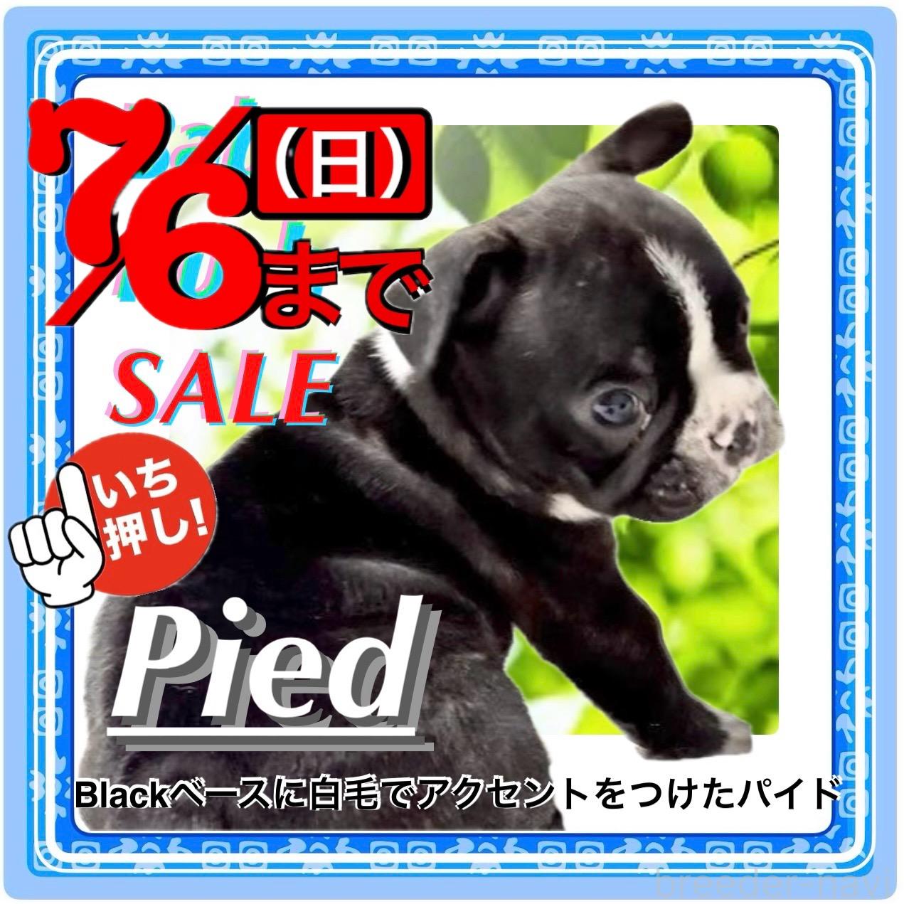 販売中の大阪府のフレンチブルドッグ-395718