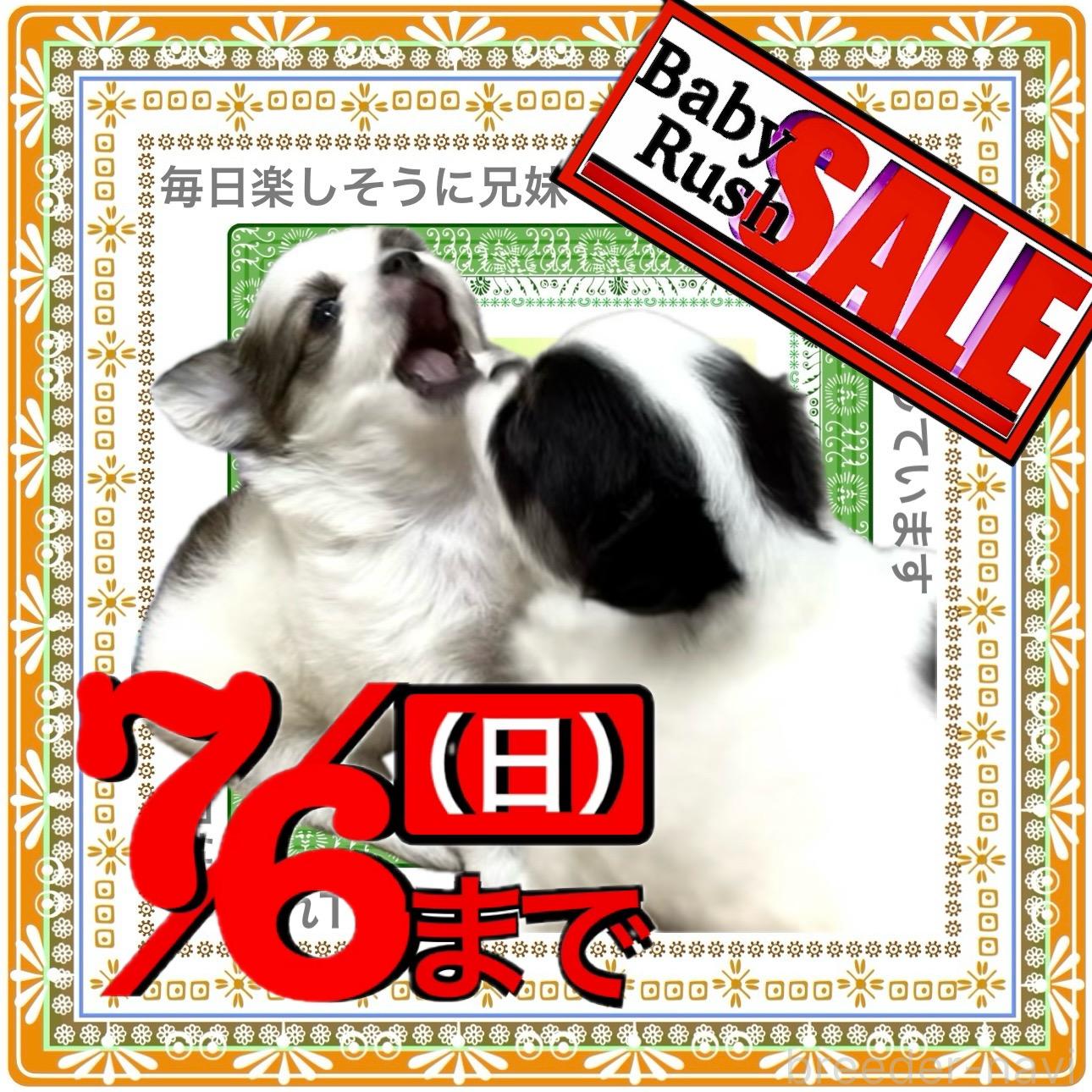 販売中の大阪府のチワワ(ロングコート)-394476の15枚目