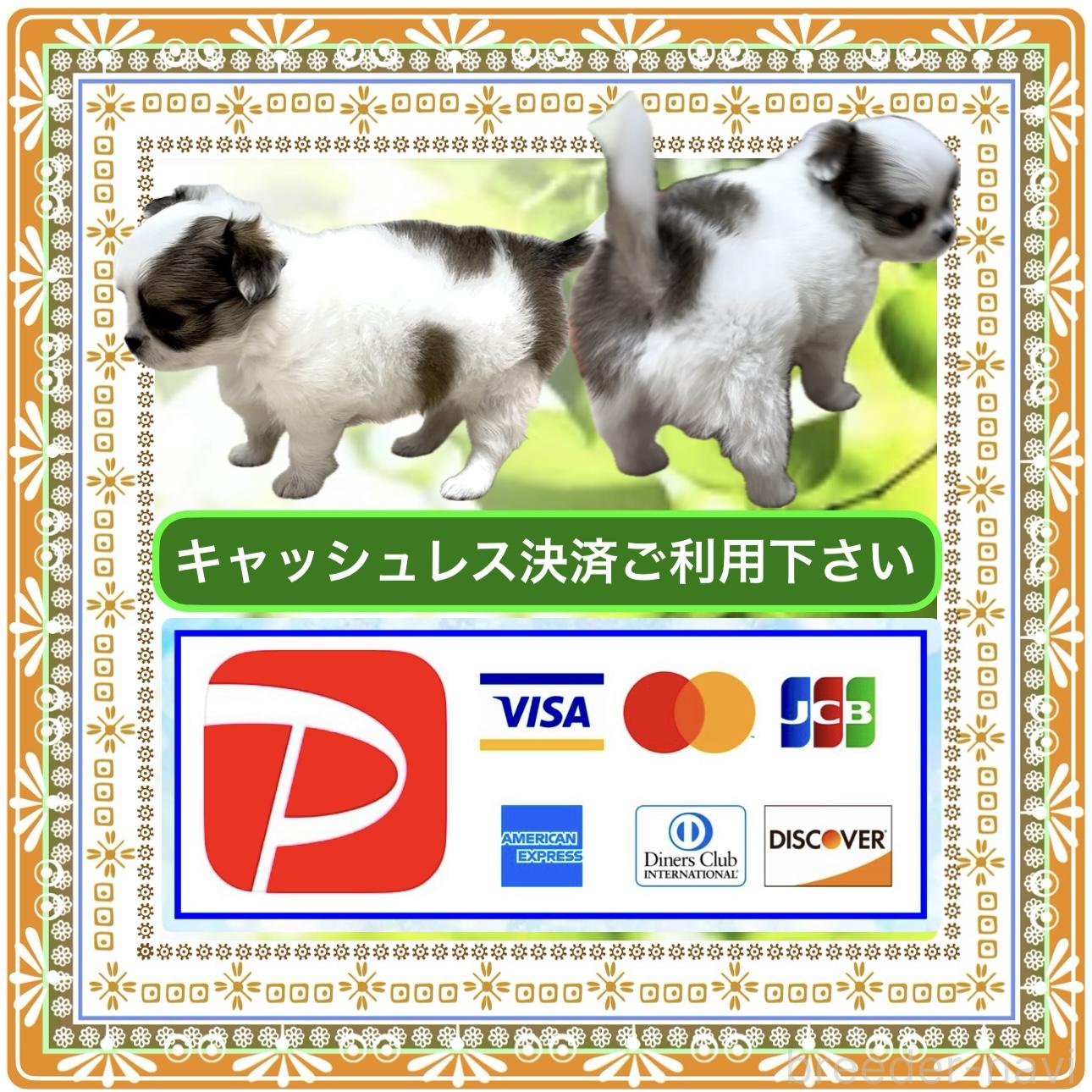 販売中の大阪府のチワワ(ロングコート)-394476の14枚目