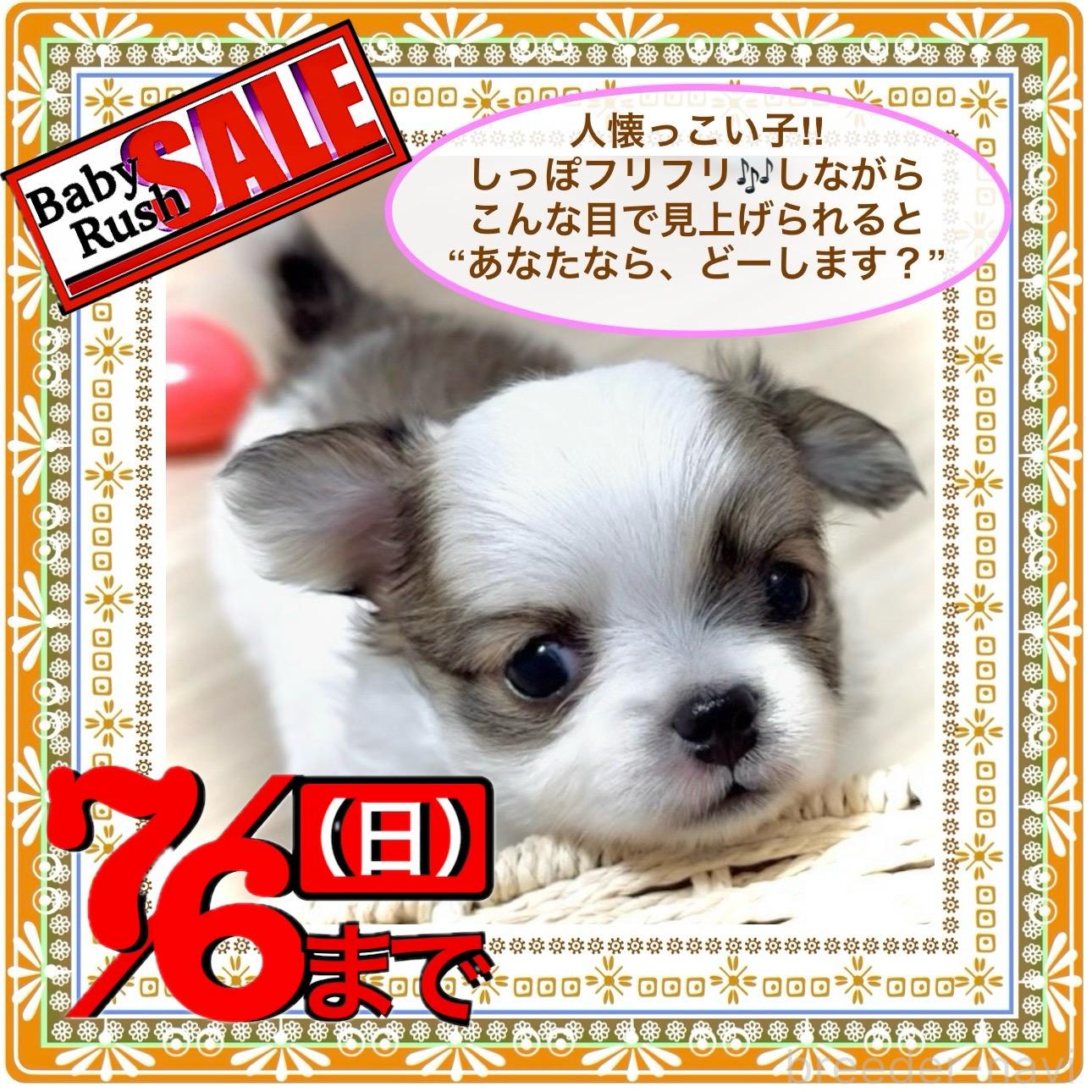 販売中の大阪府のチワワ(ロングコート)-394476