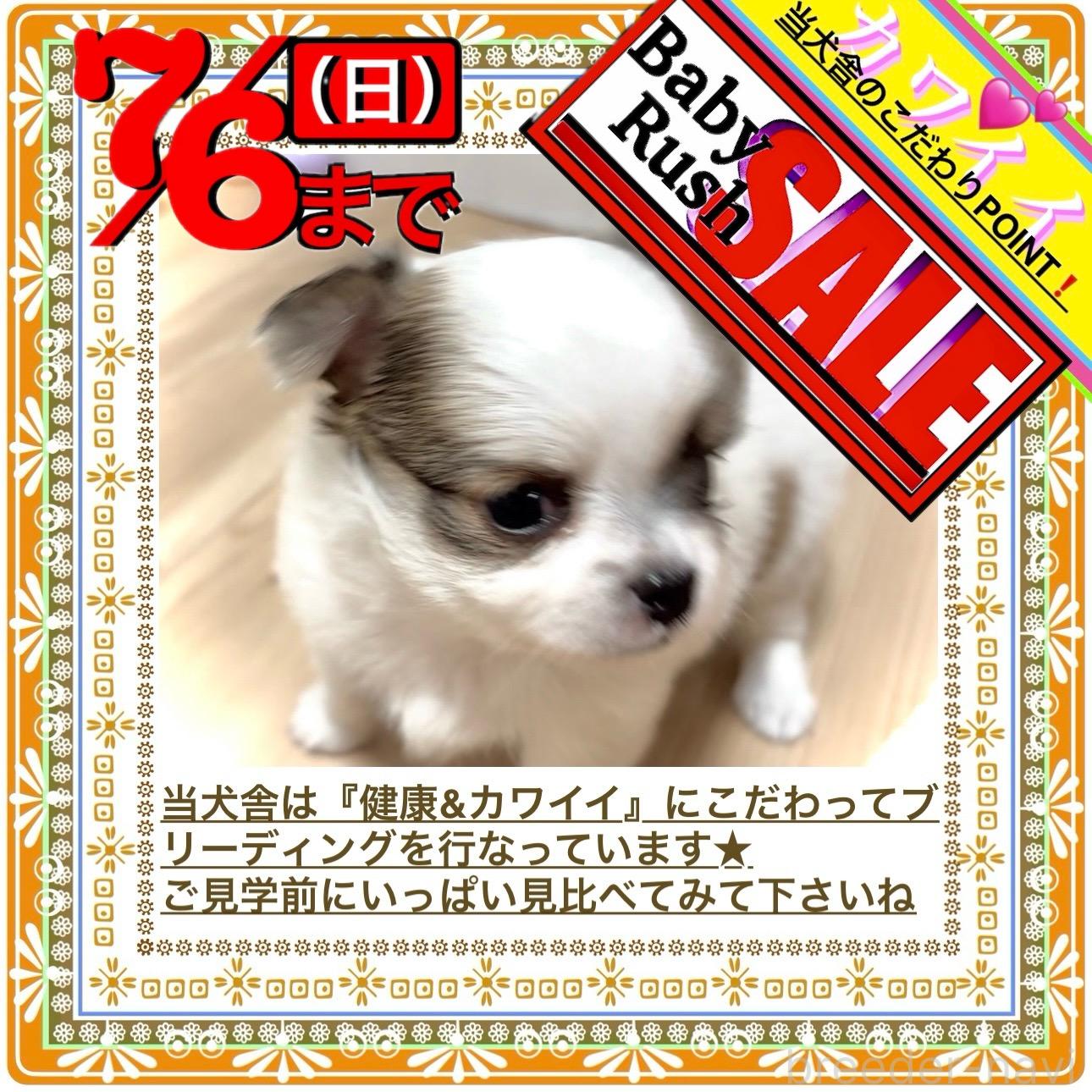 販売中の大阪府のチワワ(ロングコート)-394476の8枚目