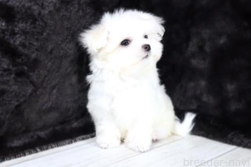 販売中の京都府のマルチーズ-396824の4枚目