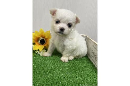 販売中の滋賀県のチワマル:チワワ×マルチーズ-394517の22枚目