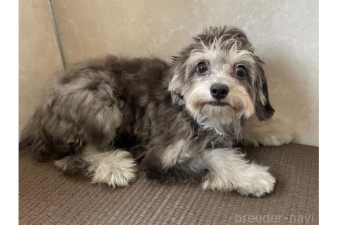 販売中の東京都のミックス犬-396844の4枚目