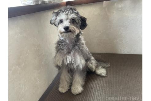 販売中の東京都のミックス犬-396844の2枚目