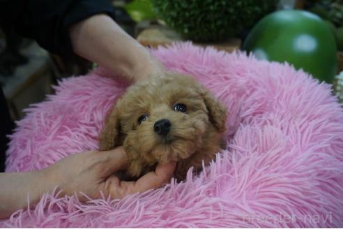 販売中の京都府のタイニープードル-392367の4枚目
