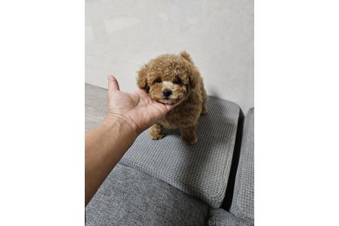 販売中の宮城県のトイプードル-390540の5枚目