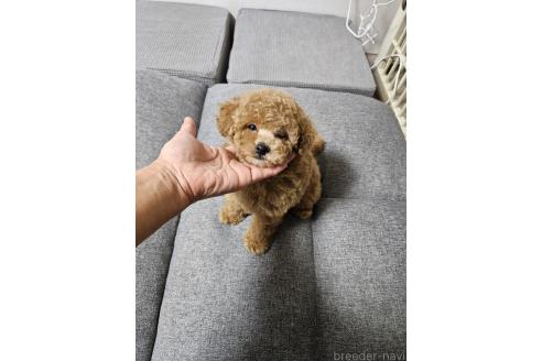 販売中の宮城県のトイプードル-390540の4枚目