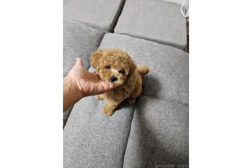 販売中の宮城県のトイプードル-390540の3枚目