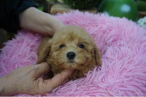 販売中の京都府のタイニープードル-392382の3枚目
