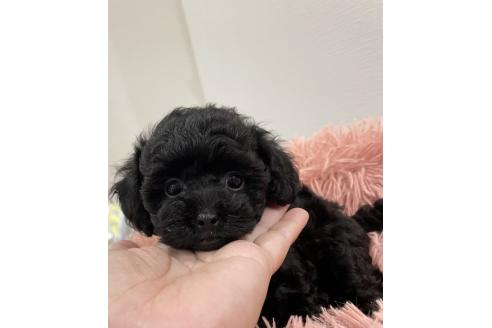販売中の福岡県のタイニープードル-393612の18枚目
