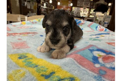 販売中の長野県のミニチュアシュナウザー-396883の8枚目