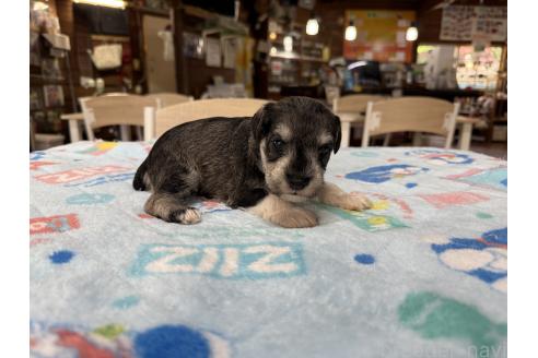販売中の長野県のミニチュアシュナウザー-396883の7枚目